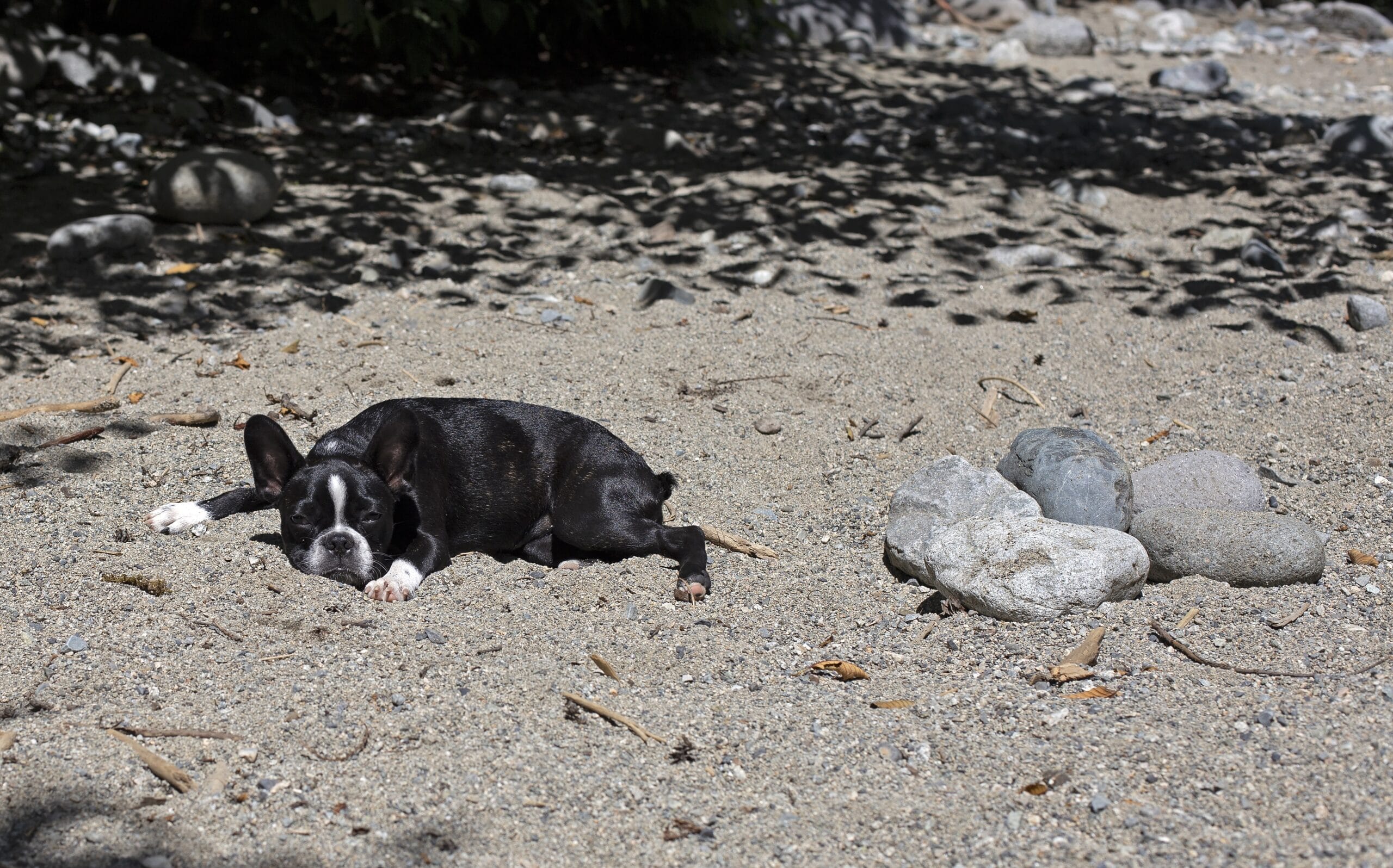 foto Perro de raza Frenchton