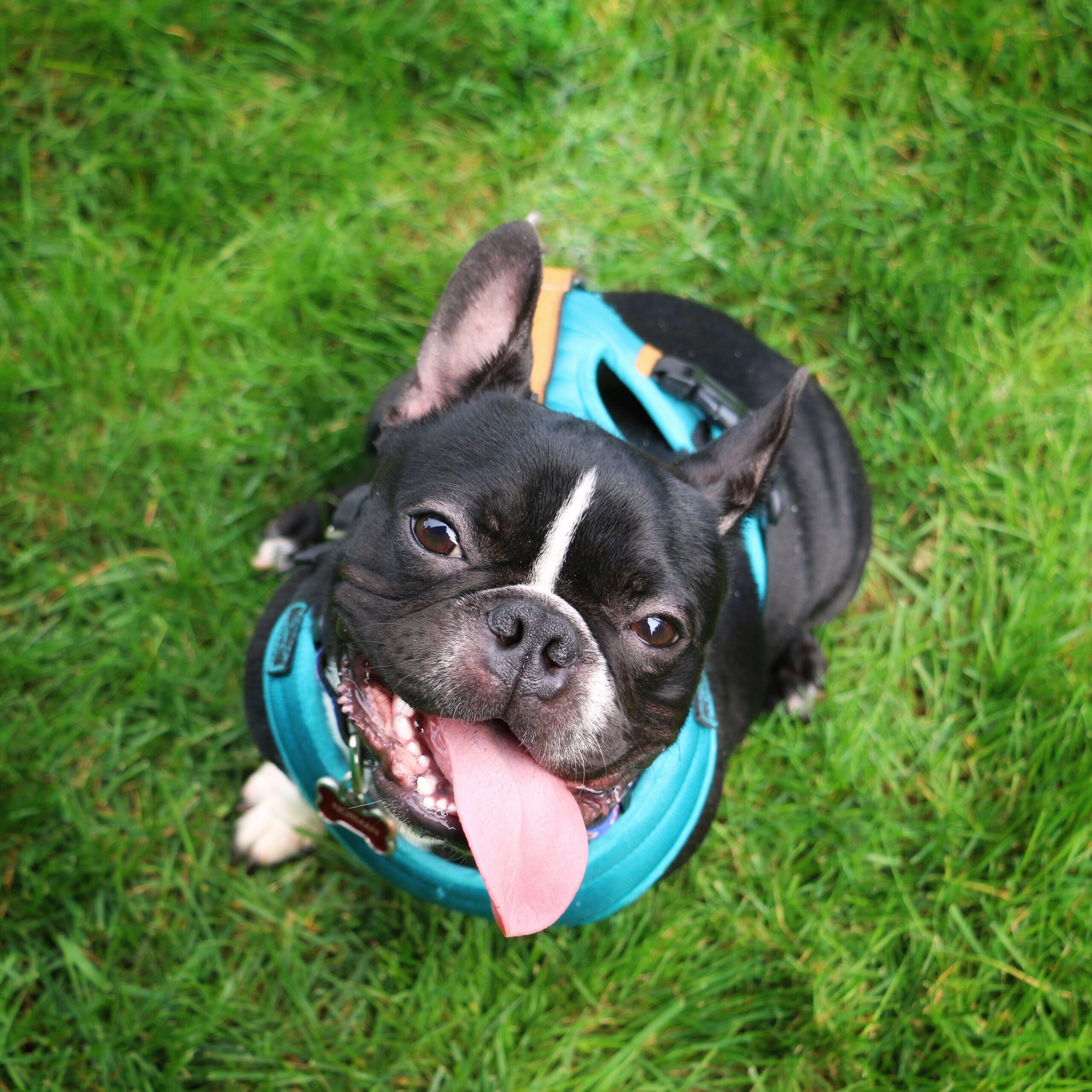 foto Perro de raza Frenchton
