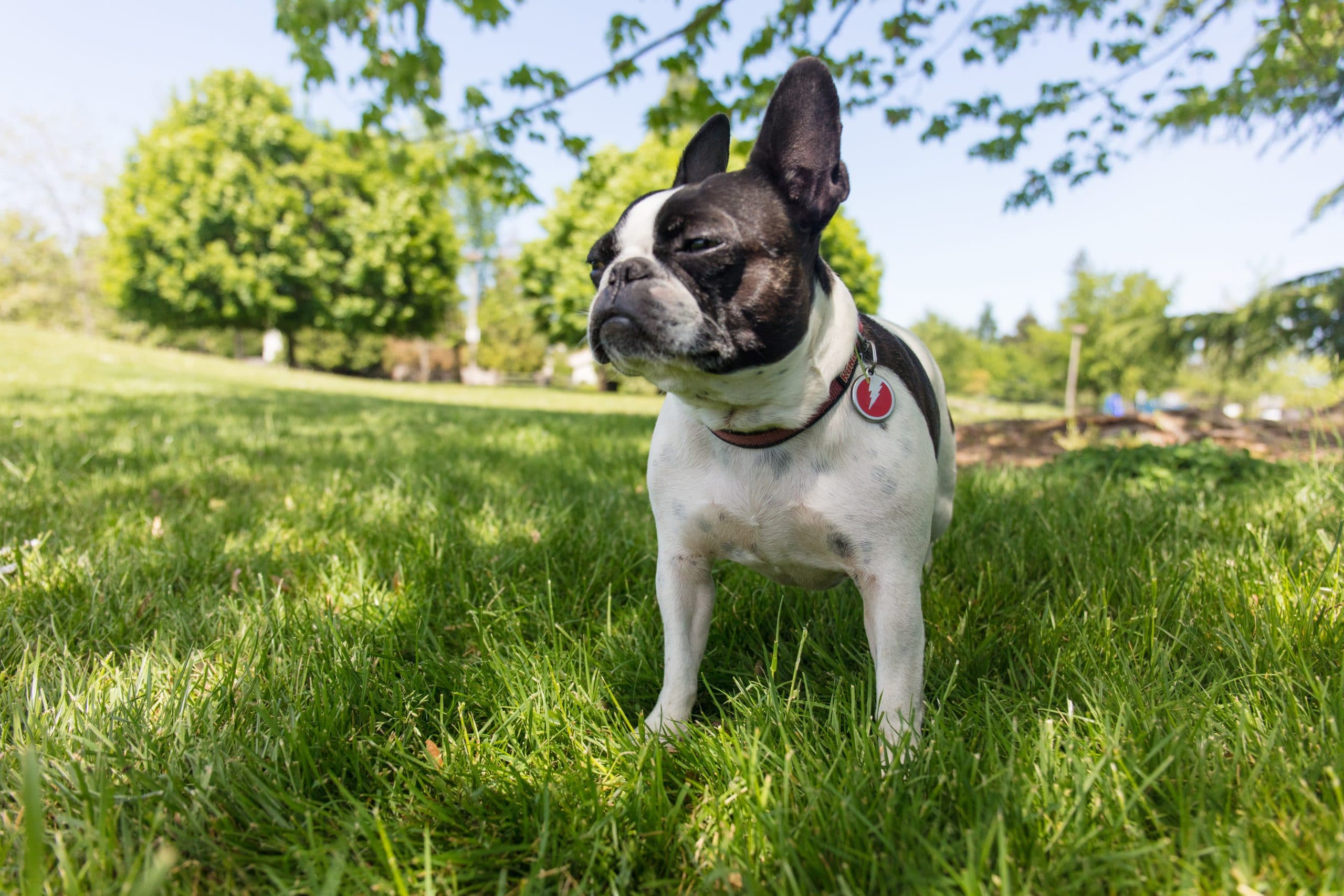 foto Perro de raza Frenchton