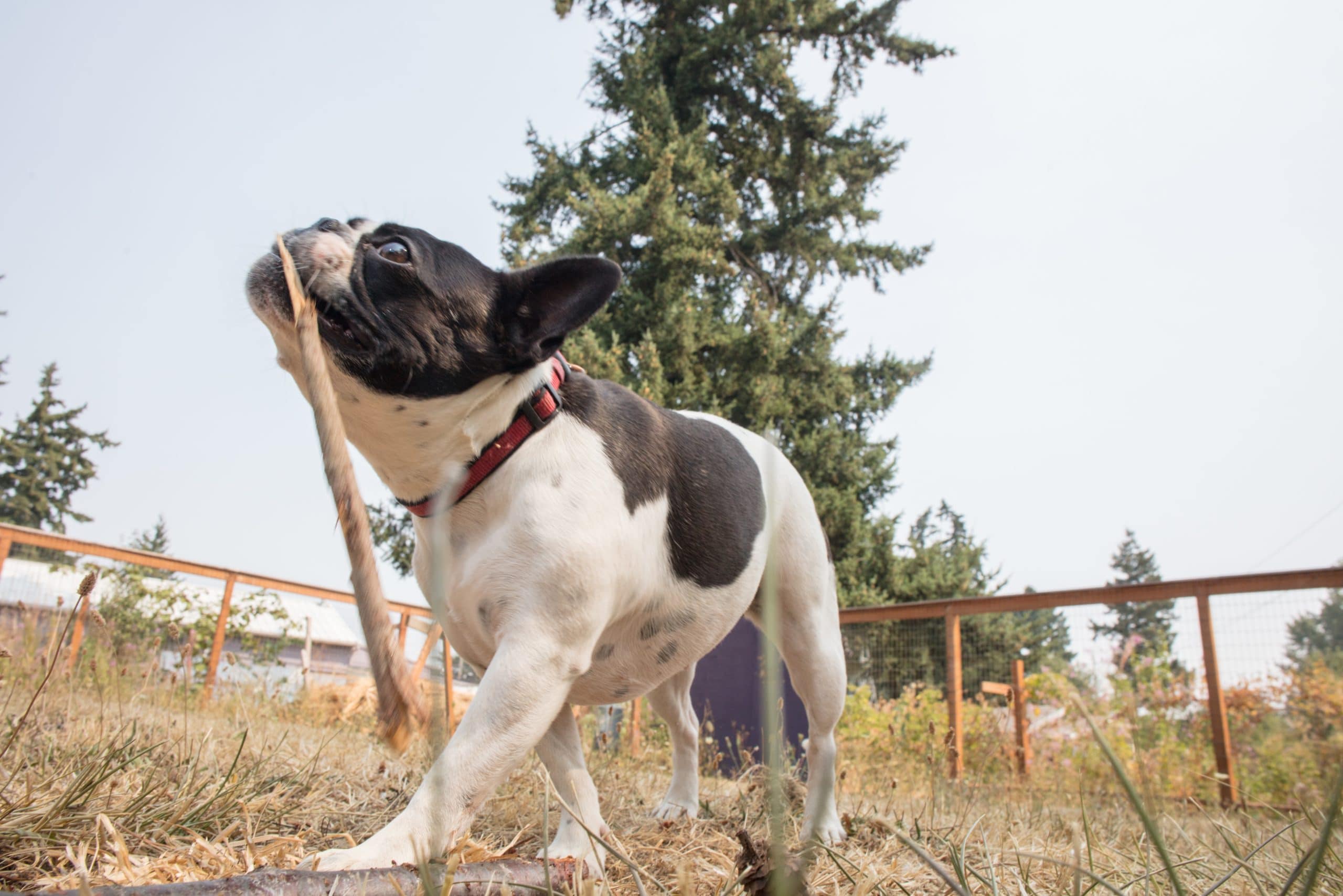 foto Perro de raza Frenchton