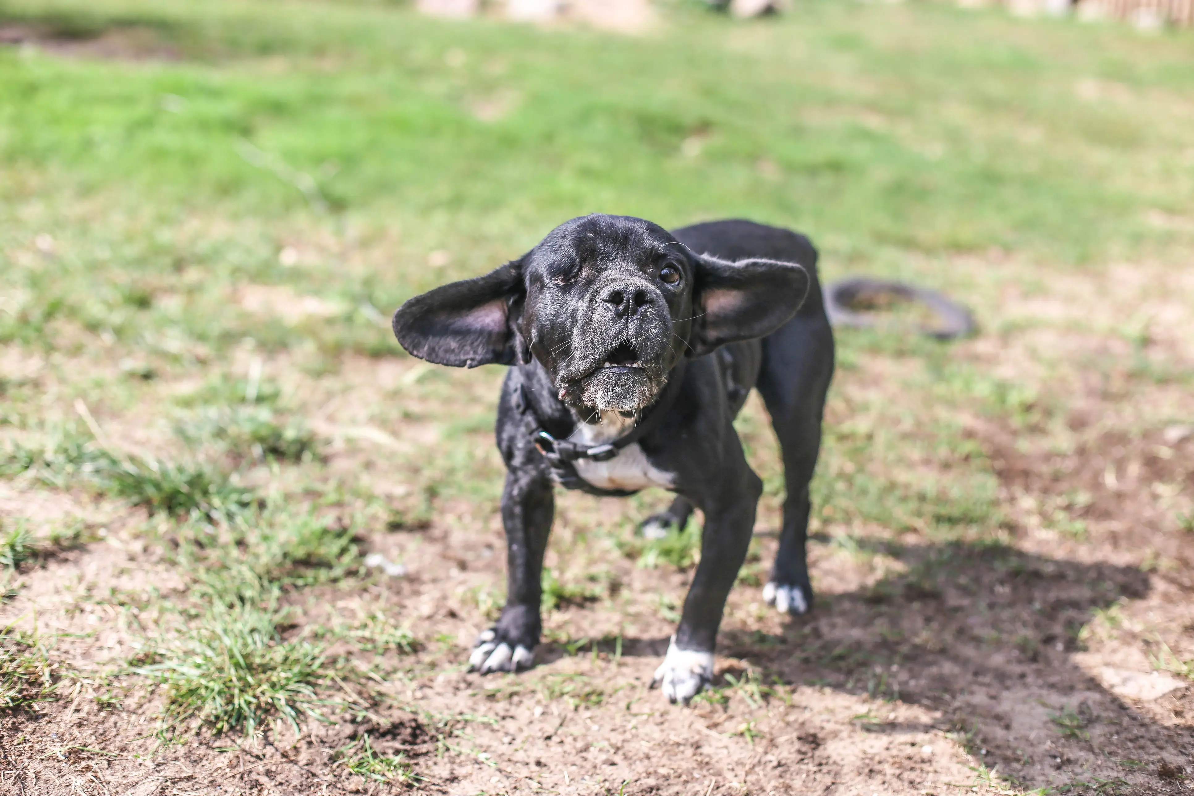 foto Perro mestizo de Frengle