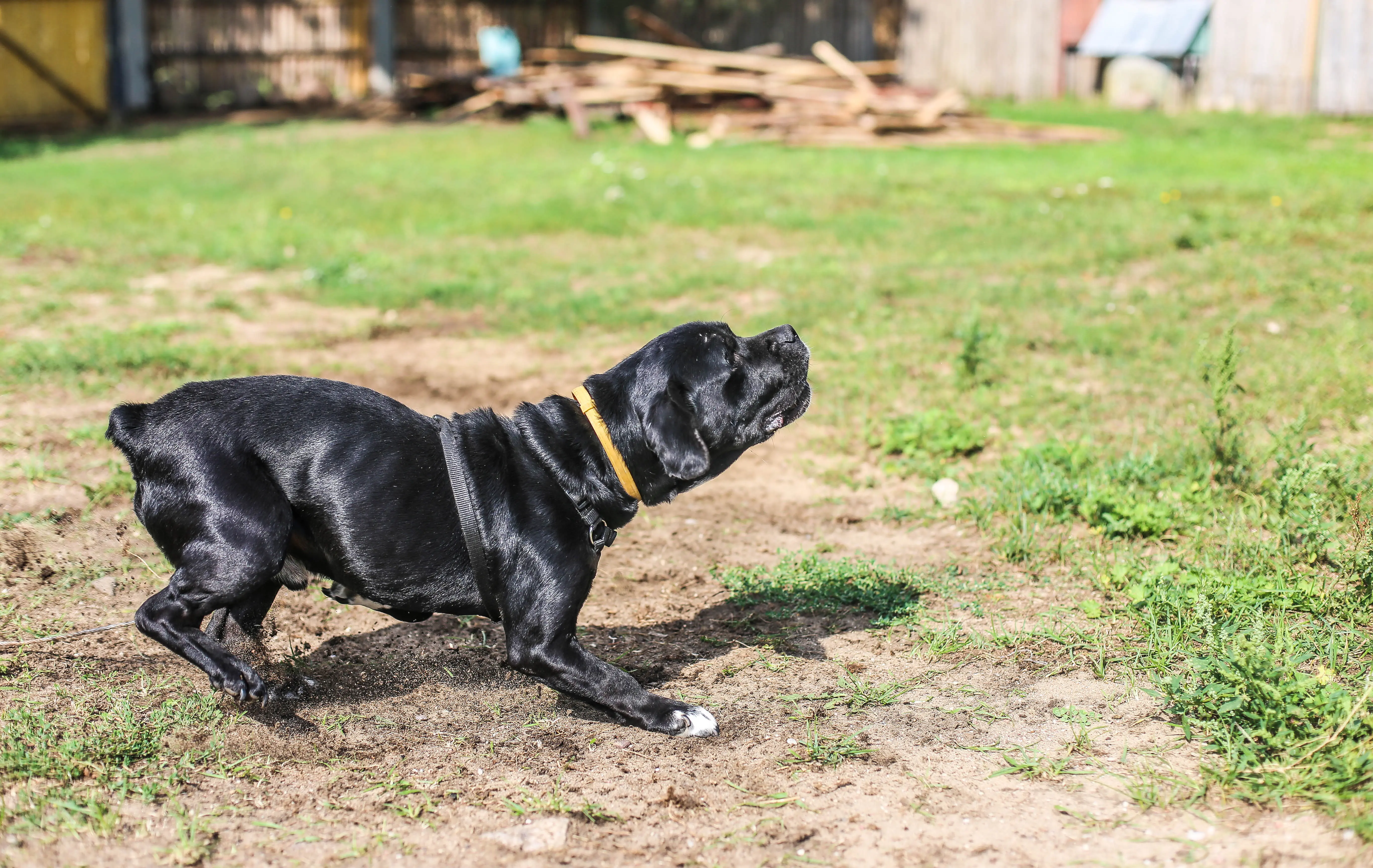 foto Perro mestizo de Frengle