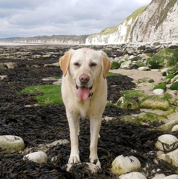 foto Perro mestizo de Goldador