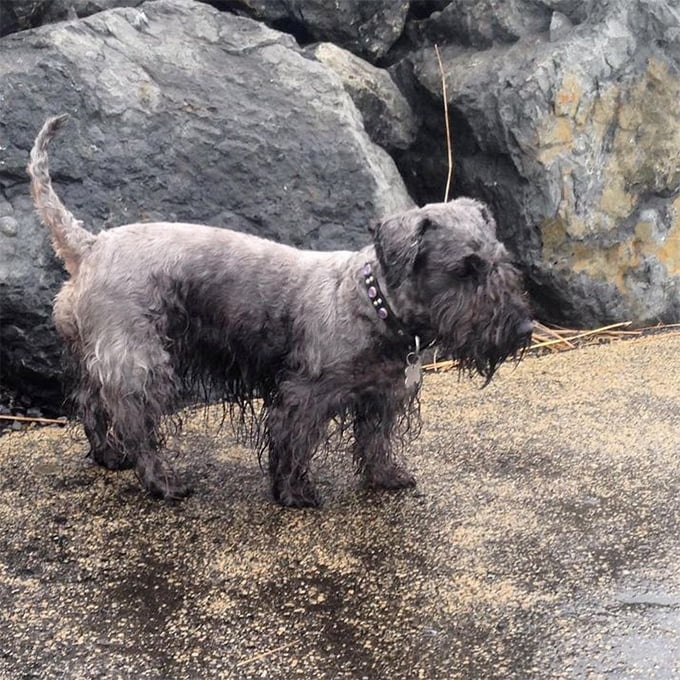 foto Perro de raza Cesky Terrier