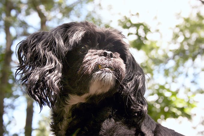 foto Perro híbrido de Peekapoo