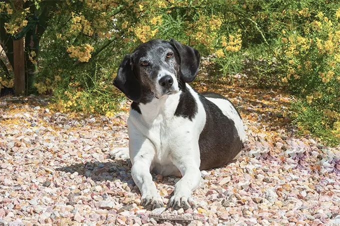foto Perro de raza Walker Coonhound