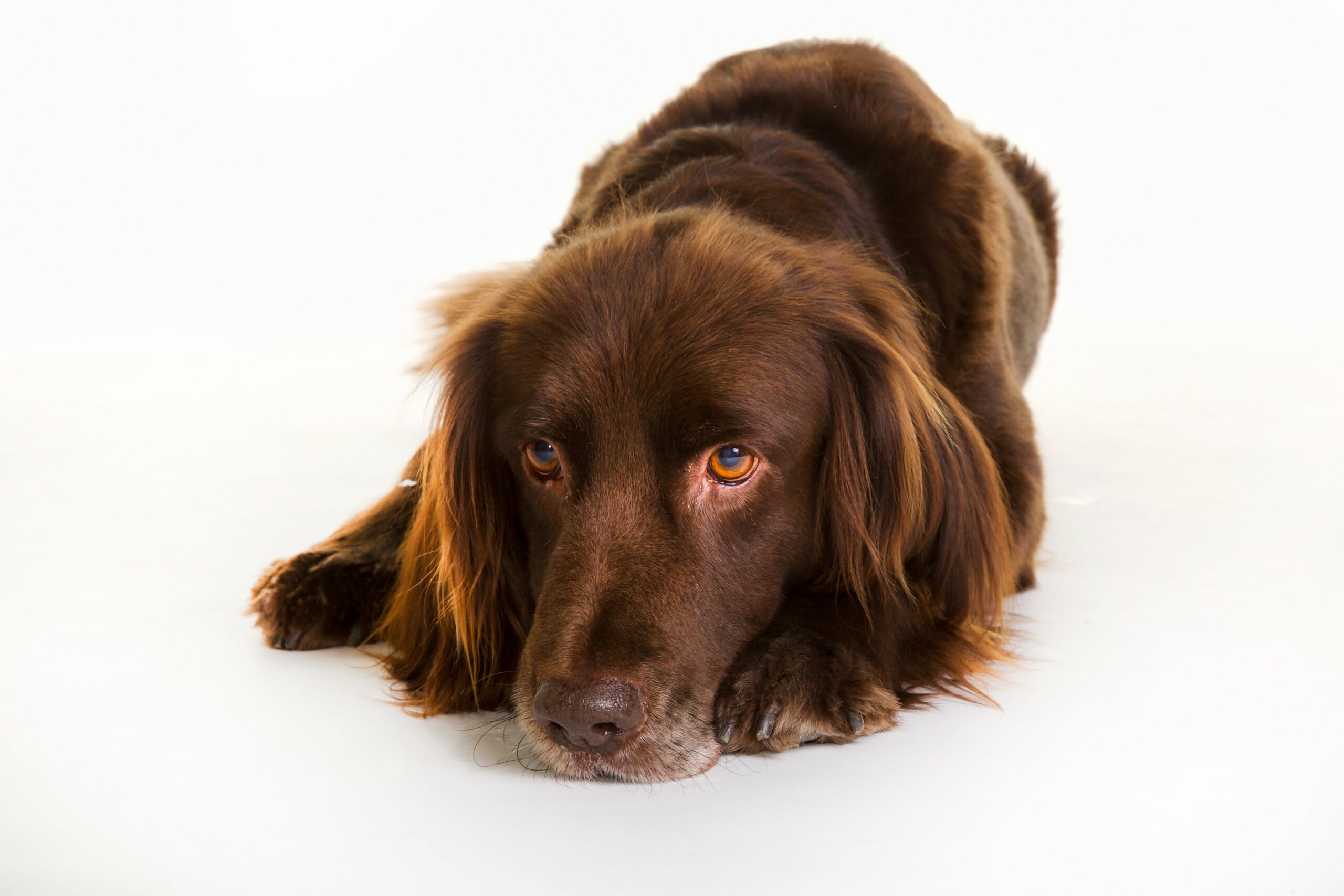 foto Perro de Pelo Largo Alemán