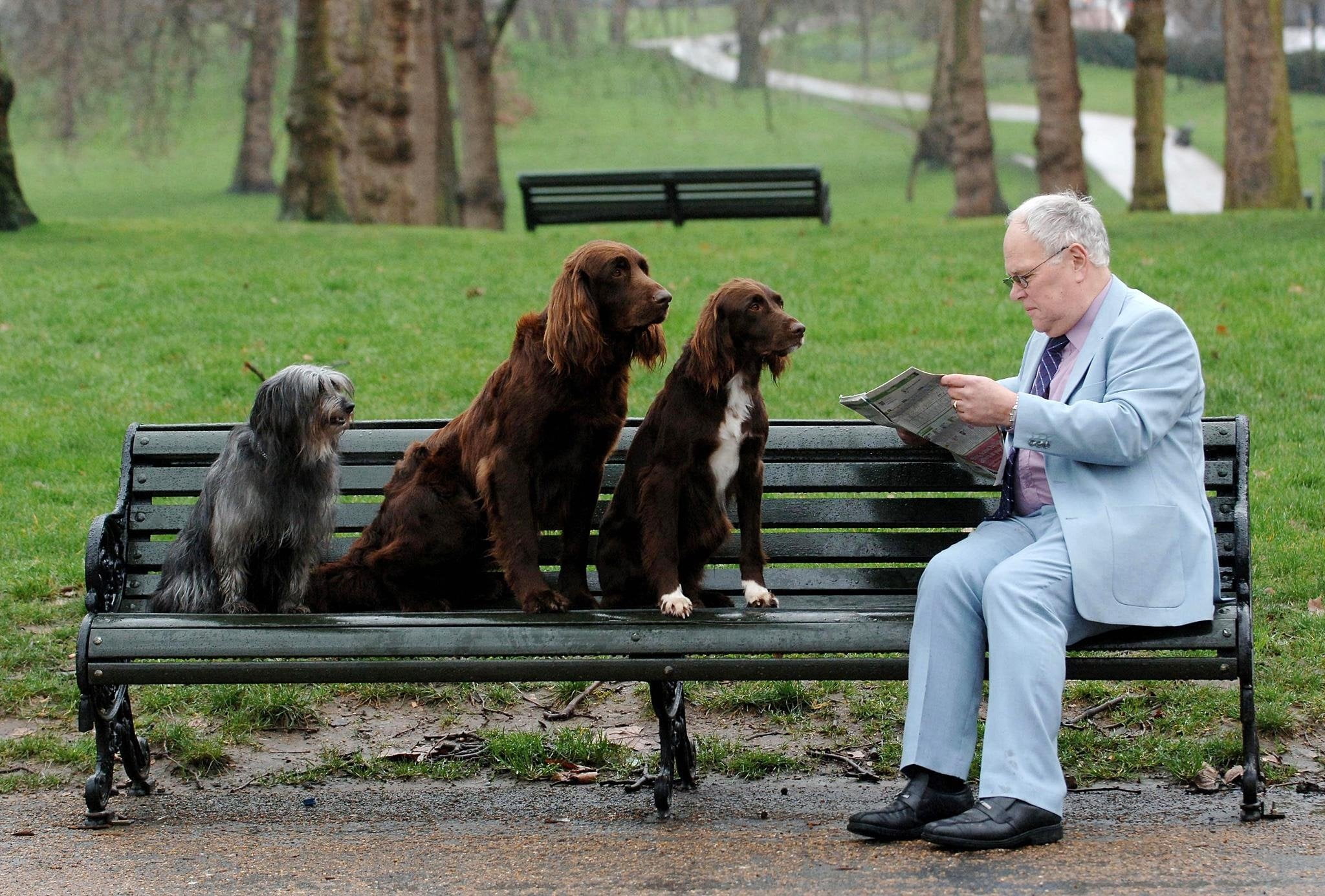 foto Perro de Pelo Largo Alemán