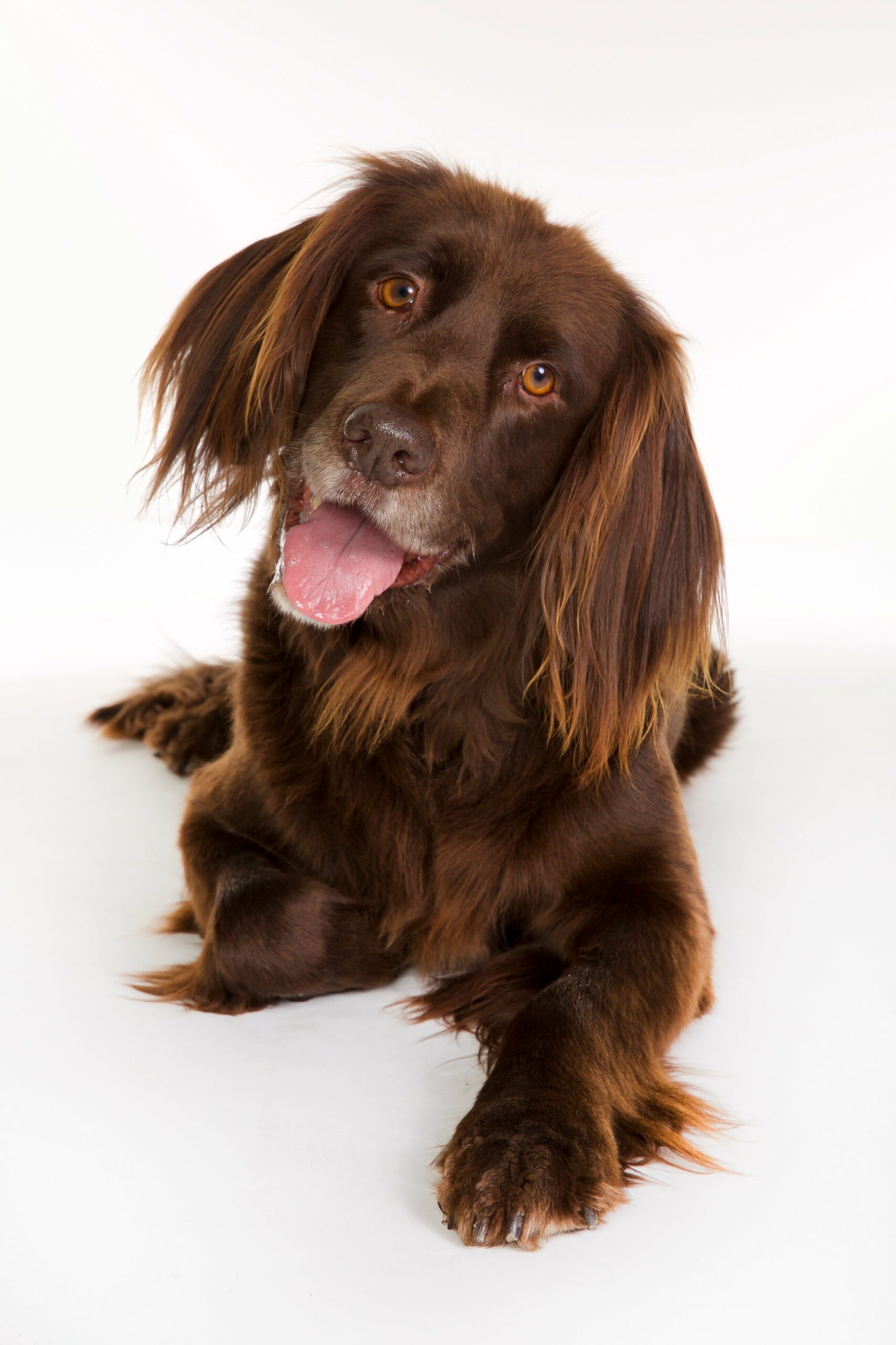 foto Perro de Pelo Largo Alemán