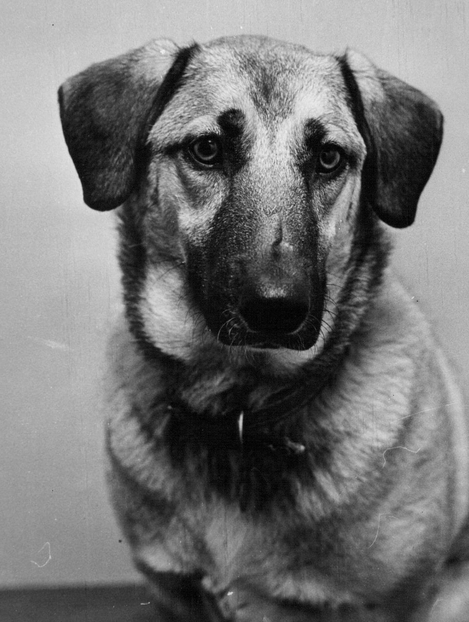 foto Perro mixto de pastor dorado
