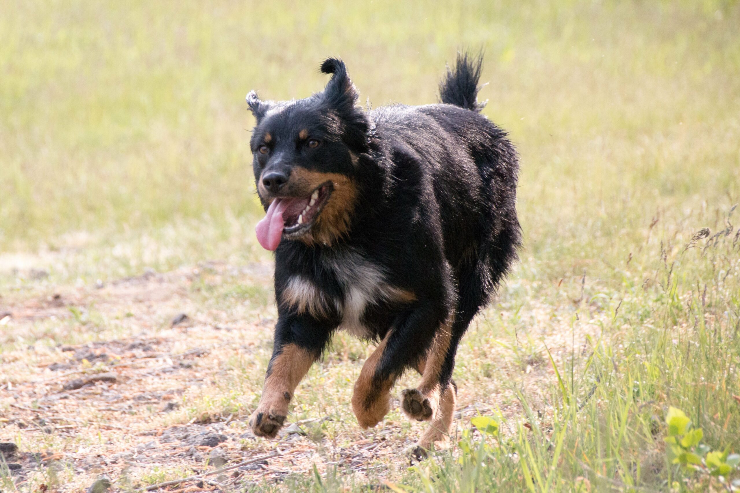 foto Perro de raza alemana Rottweiler