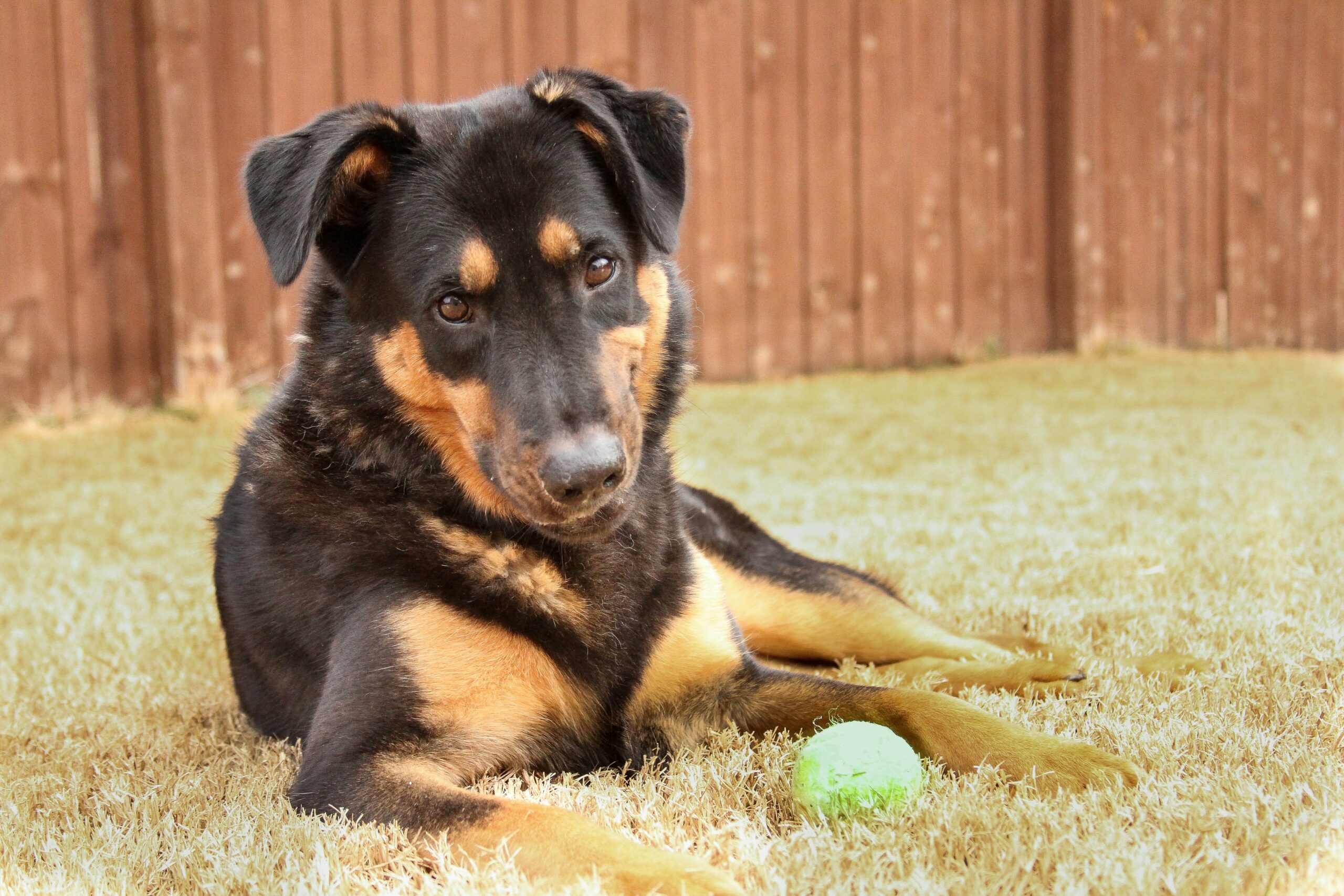 foto Perro de raza alemana Rottweiler