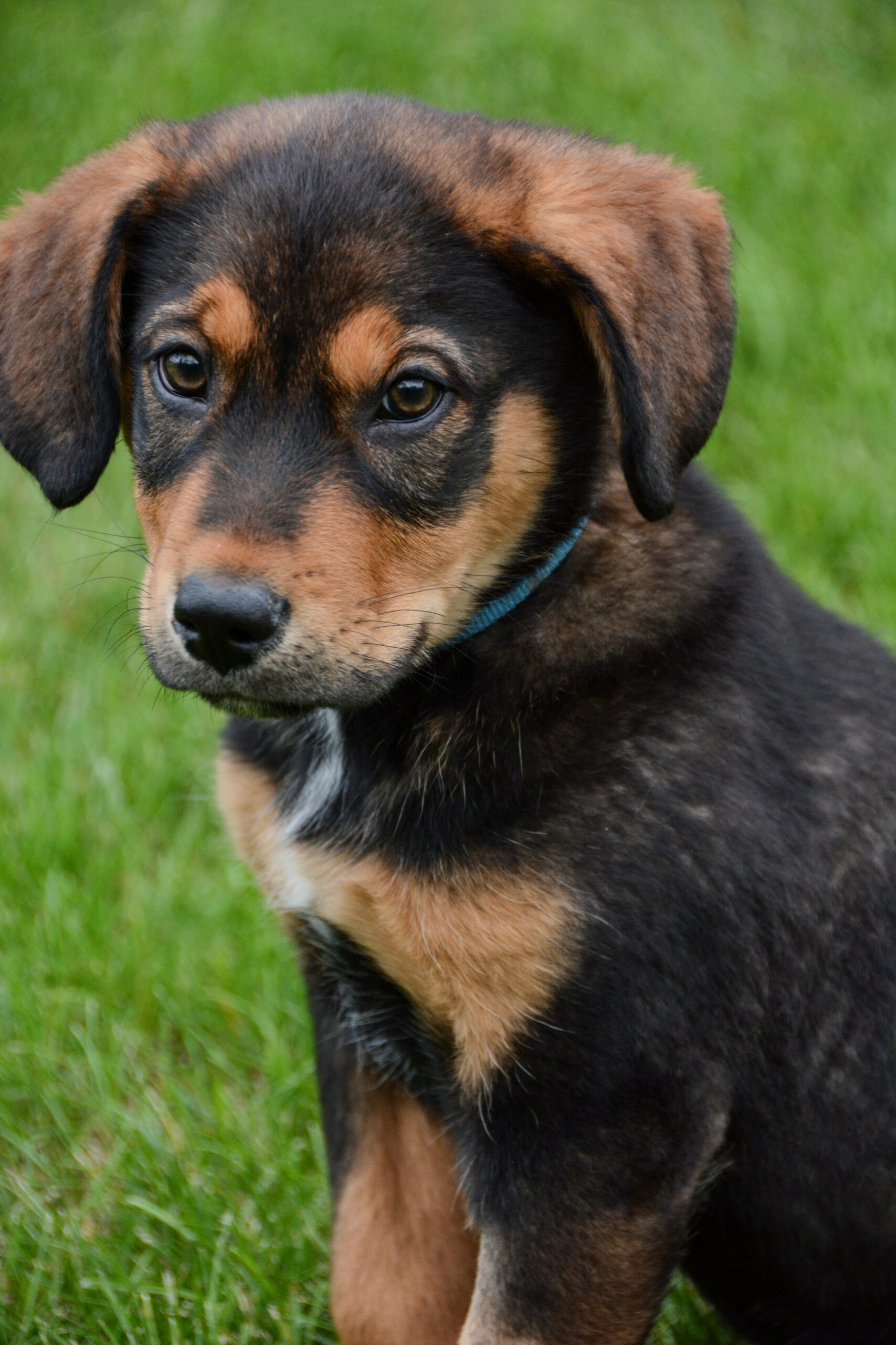 foto Perro de raza alemana Rottweiler