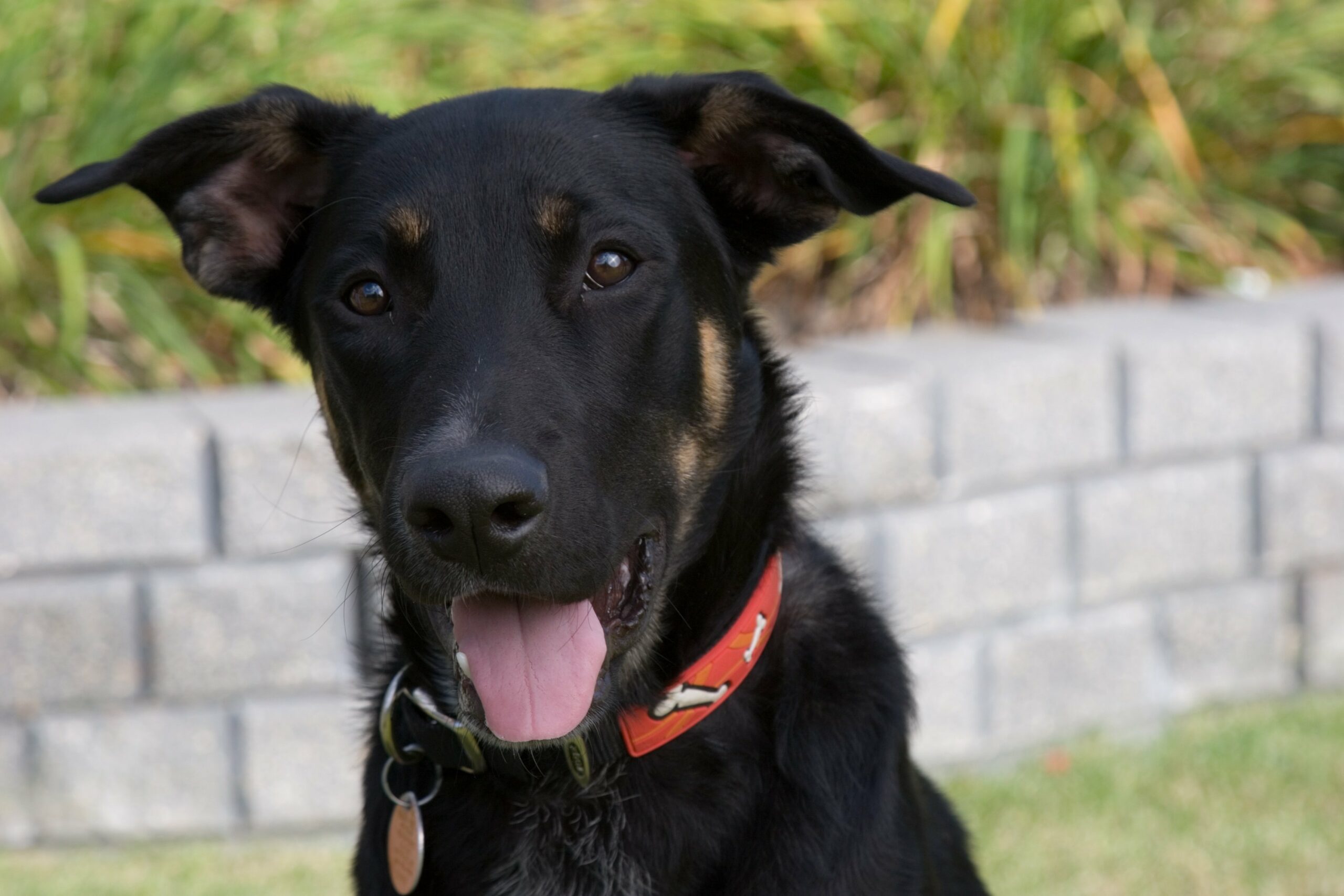 foto Perro de raza alemana Rottweiler