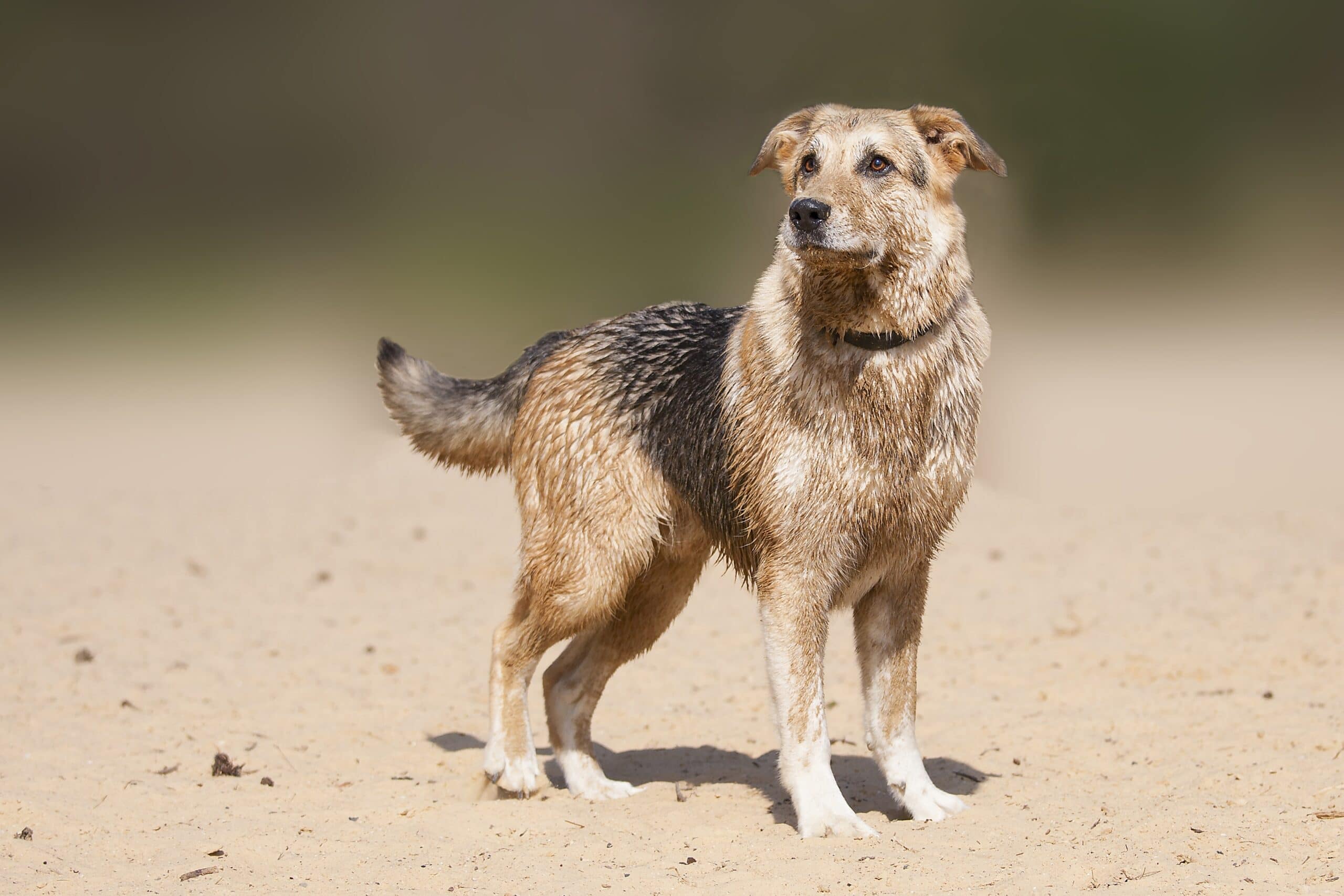 foto Perro de raza alemana de raza Sheprador