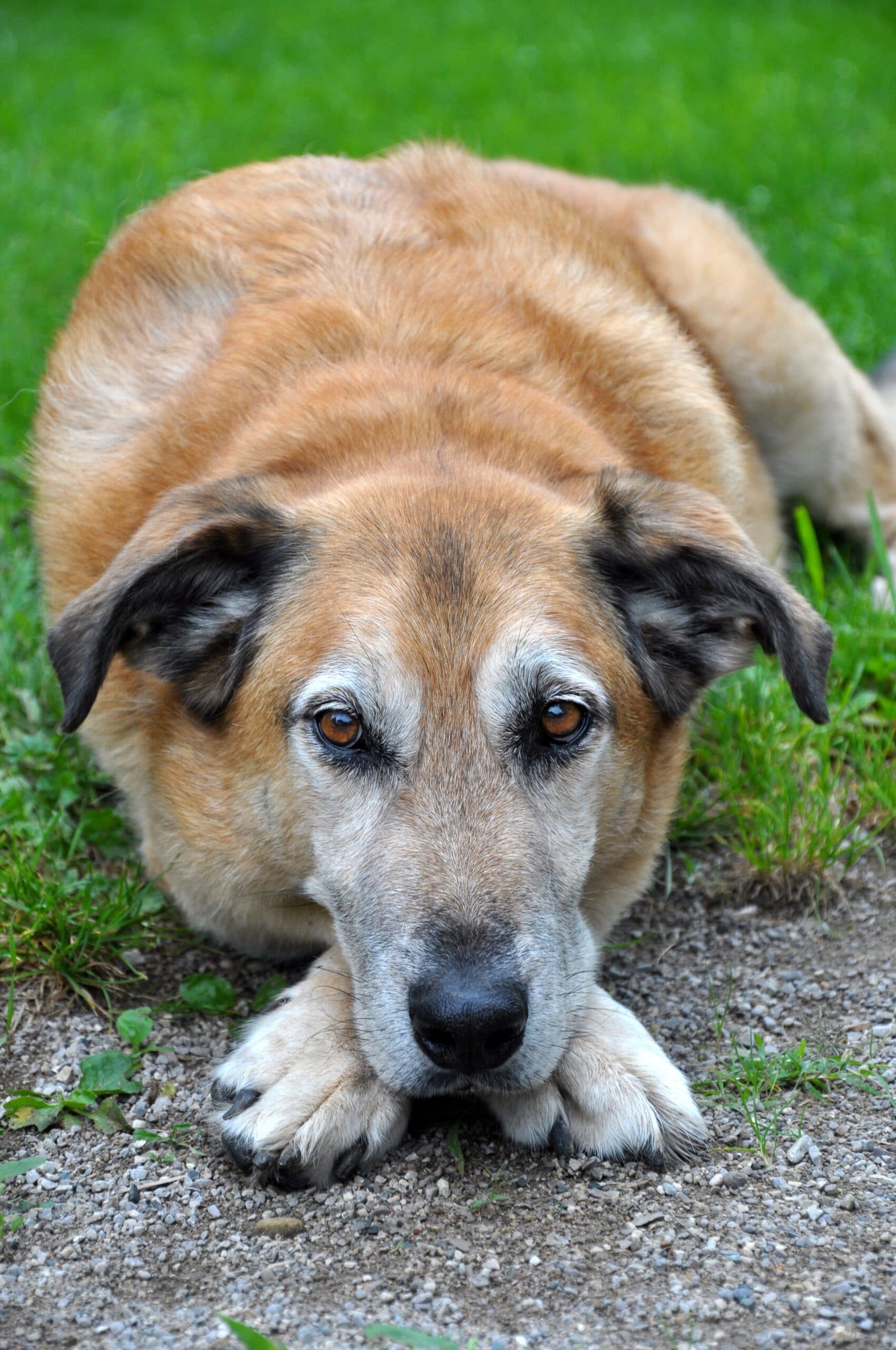 foto Perro de raza alemana de raza Sheprador