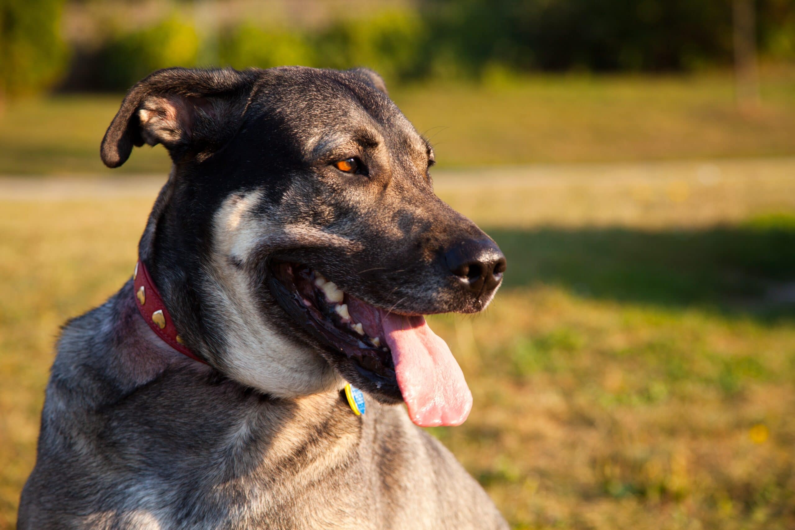 foto Perro de raza alemana de raza Sheprador