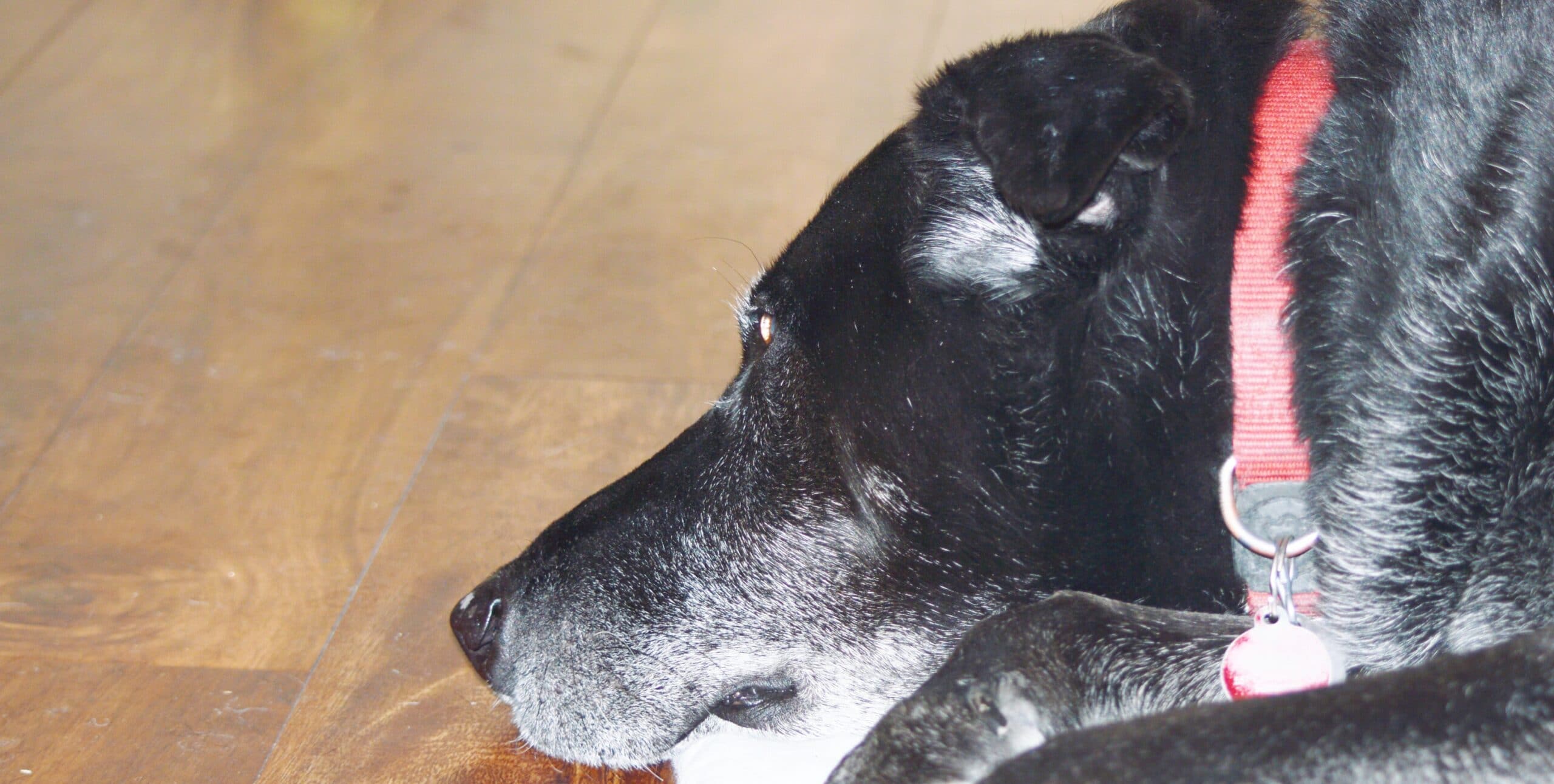 foto Perro de raza alemana de raza Sheprador