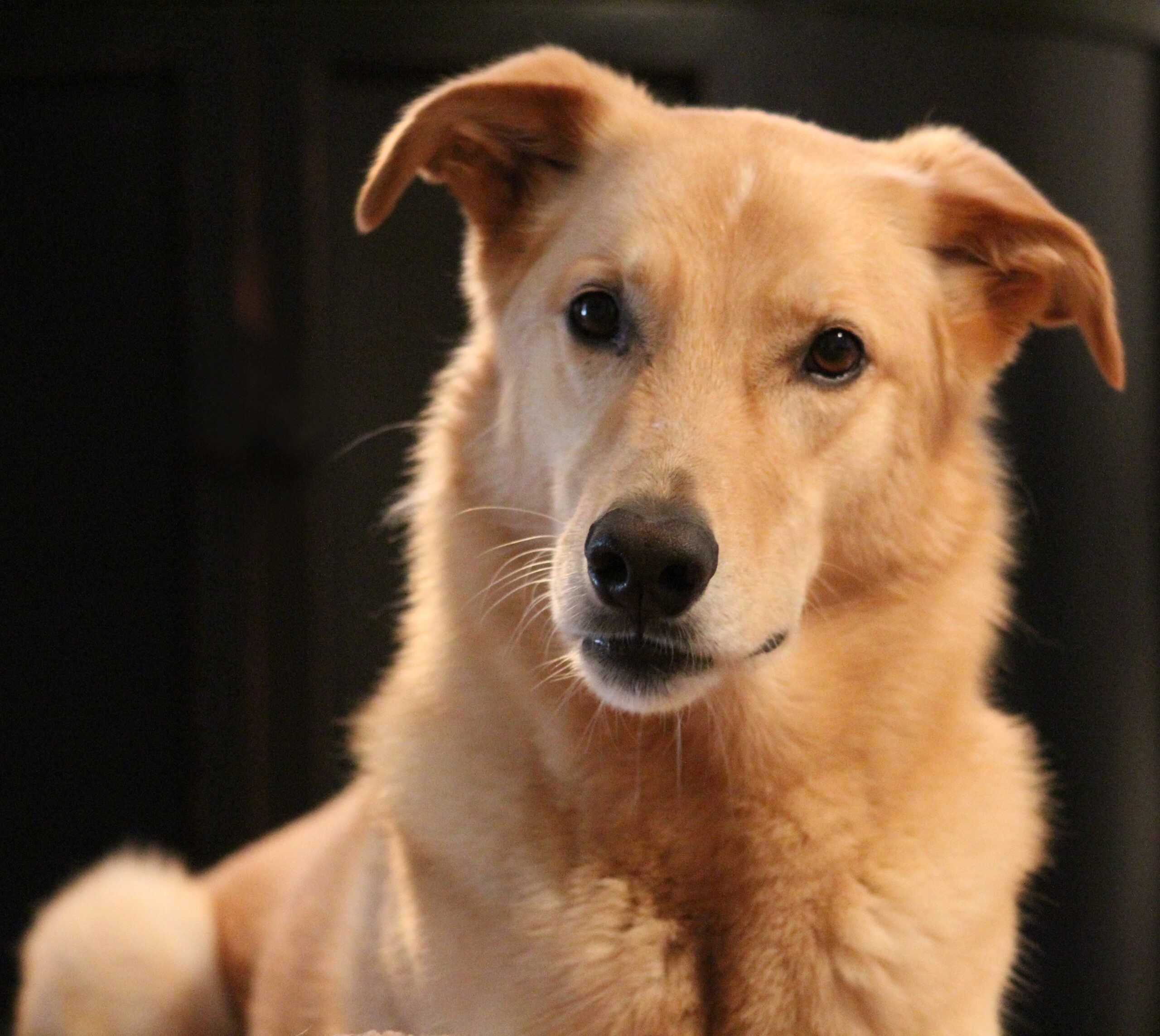 foto Perro de raza alemana de raza Sheprador