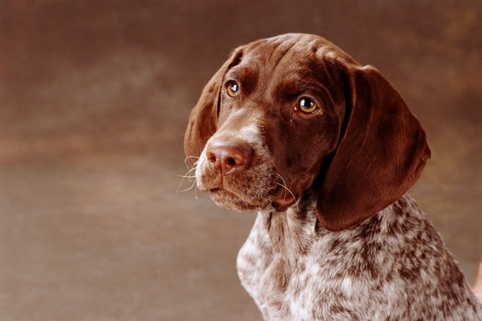 foto Perro de Pista Alemán de Pelo Corto