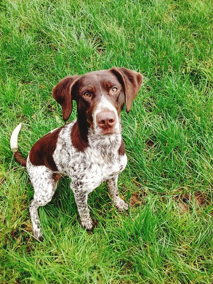 foto Perro de Pista Alemán de Pelo Corto