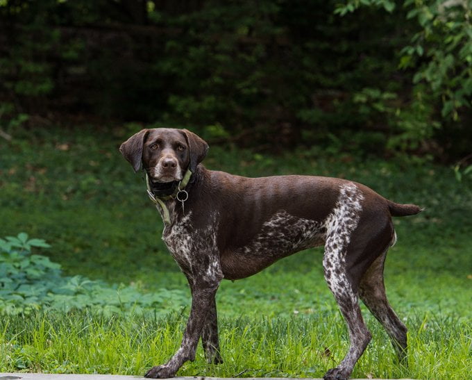 foto Perro de Pista Alemán de Pelo Corto