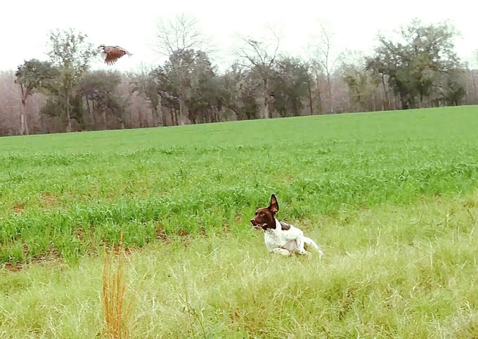 foto Perro de Pista Alemán de Pelo Corto