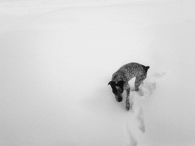 foto Perro de Pista Alemán de Pelo Corto