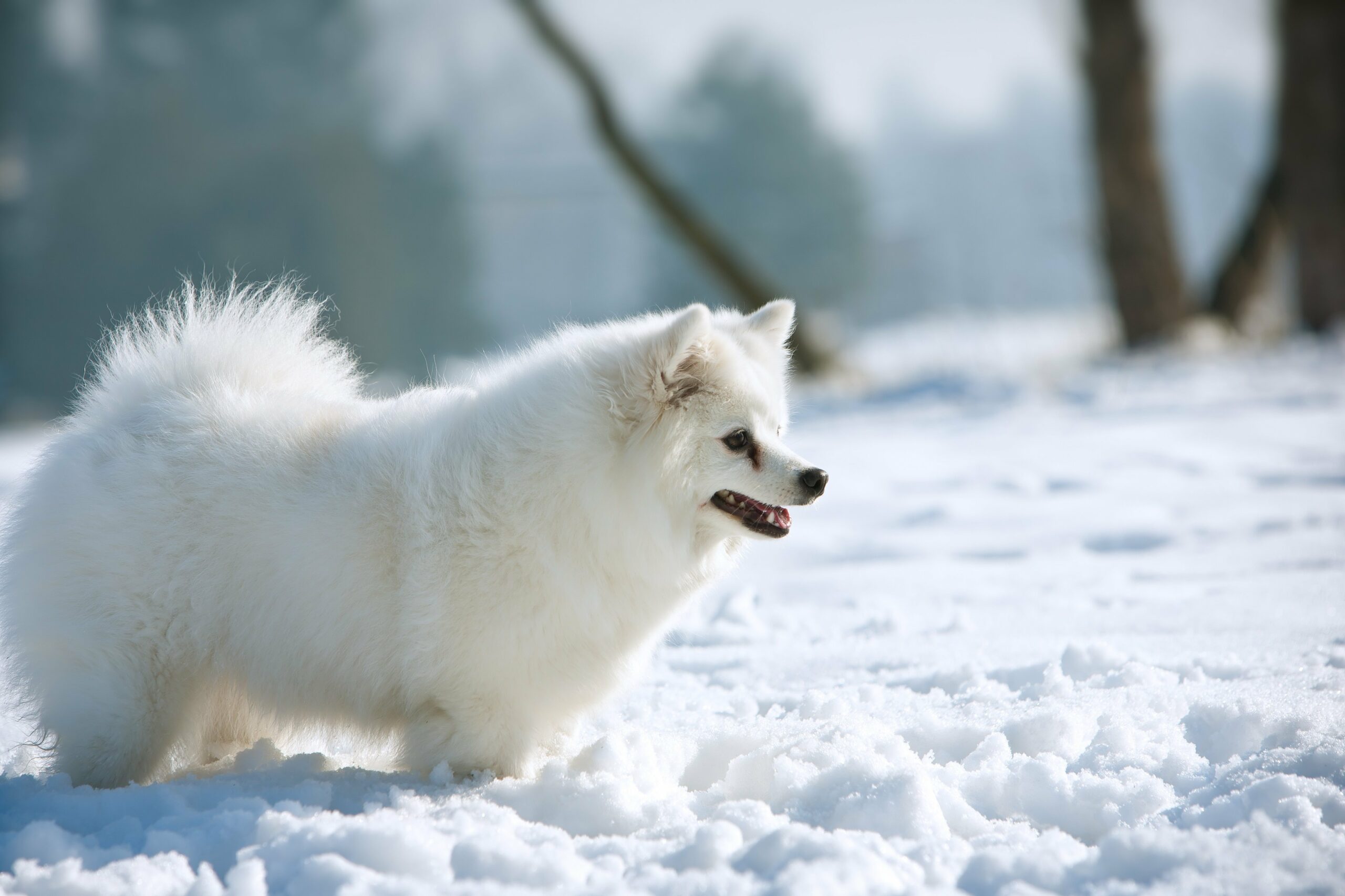 foto Perro Spitz Alemán