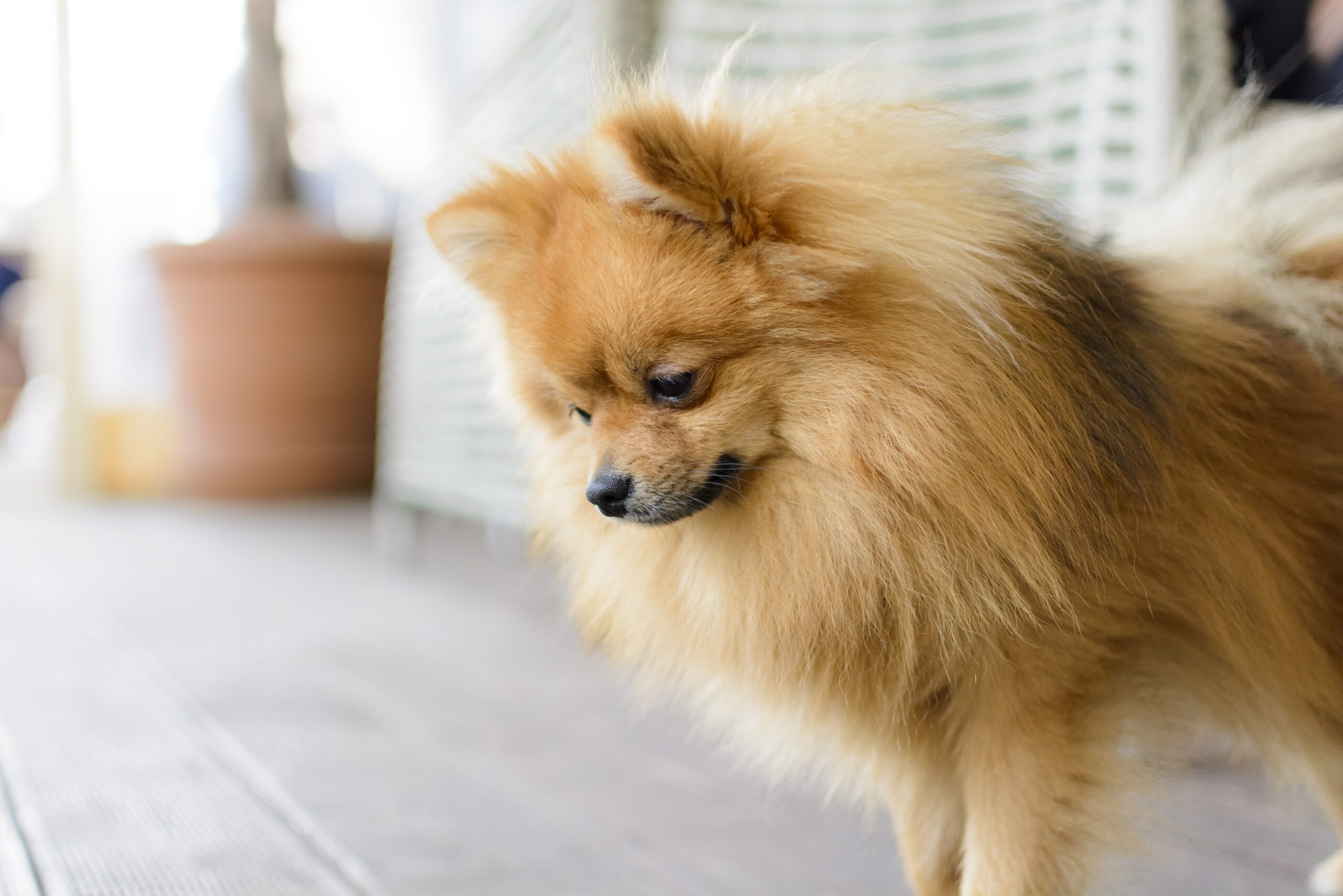 foto Perro Spitz Alemán