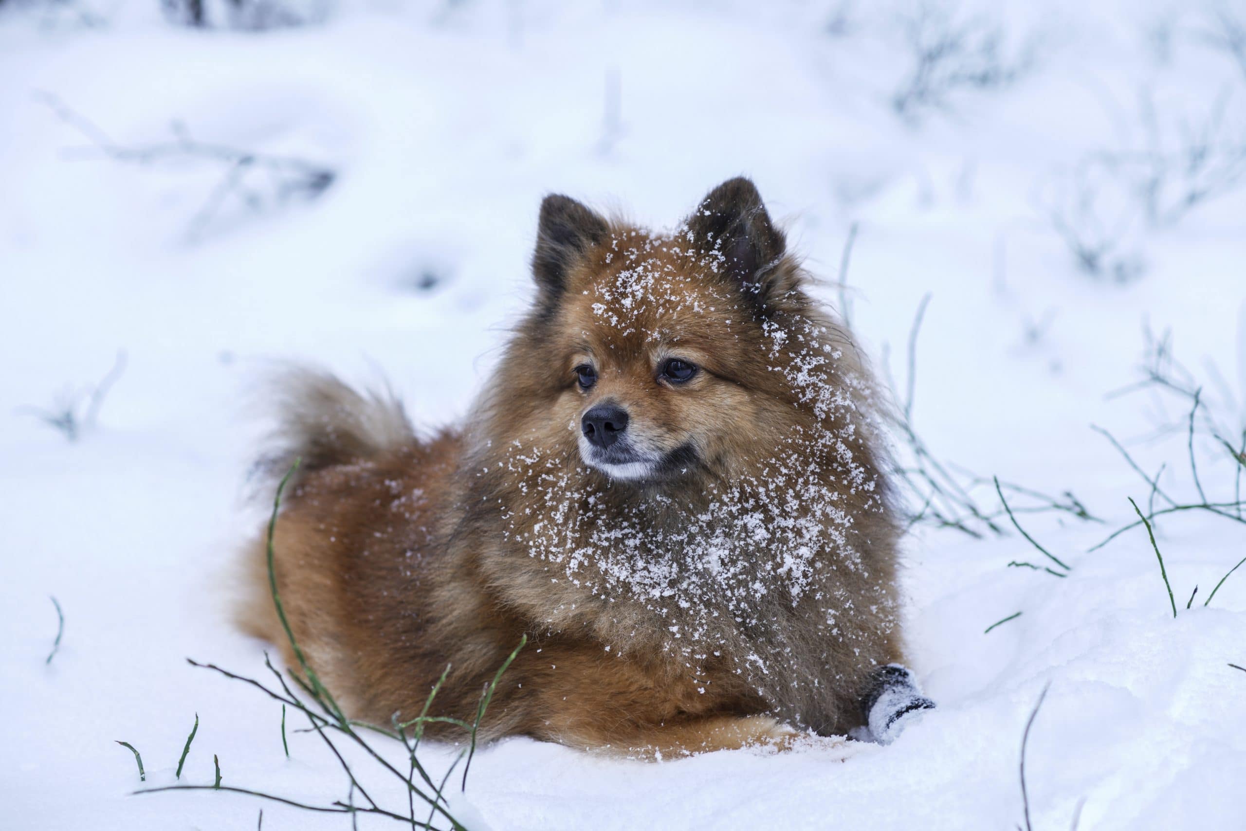 foto Perro Spitz Alemán