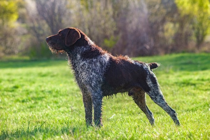 foto Perro Pointer Alemán de Pelo de Alambre