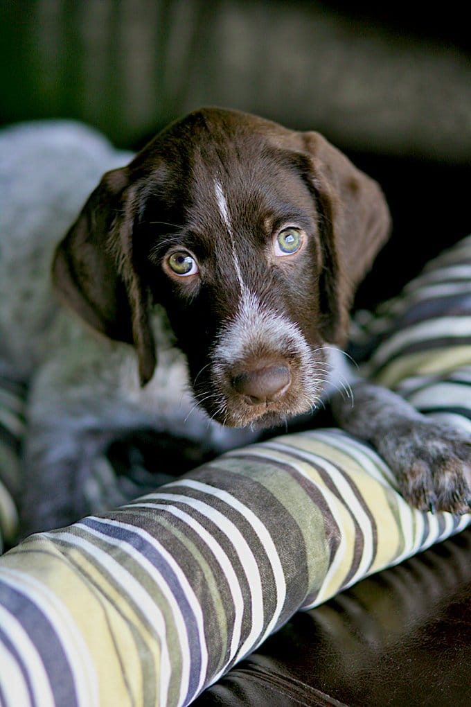 foto Perro Pointer Alemán de Pelo de Alambre