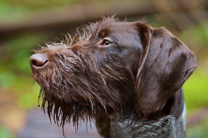 foto Perro Pointer Alemán de Pelo de Alambre