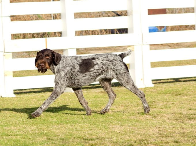 foto Perro Pointer Alemán de Pelo de Alambre