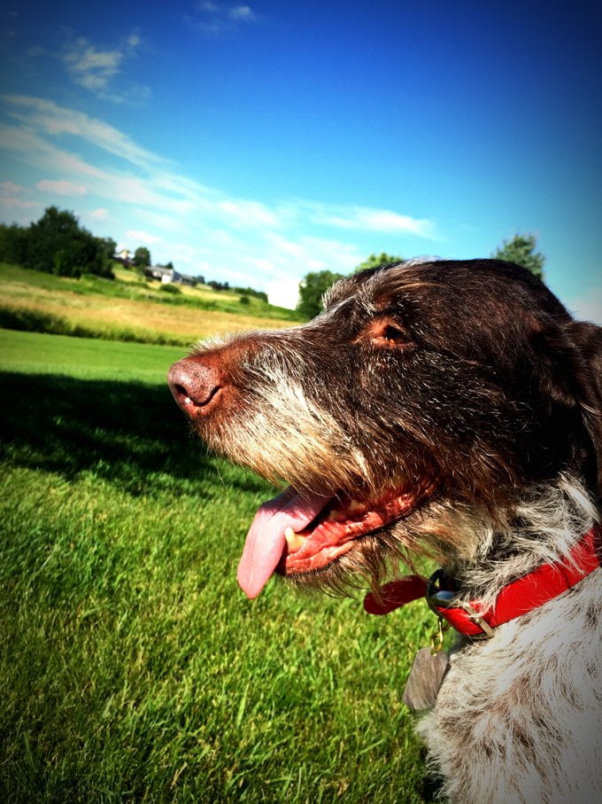 foto Perro Pointer Alemán de Pelo de Alambre