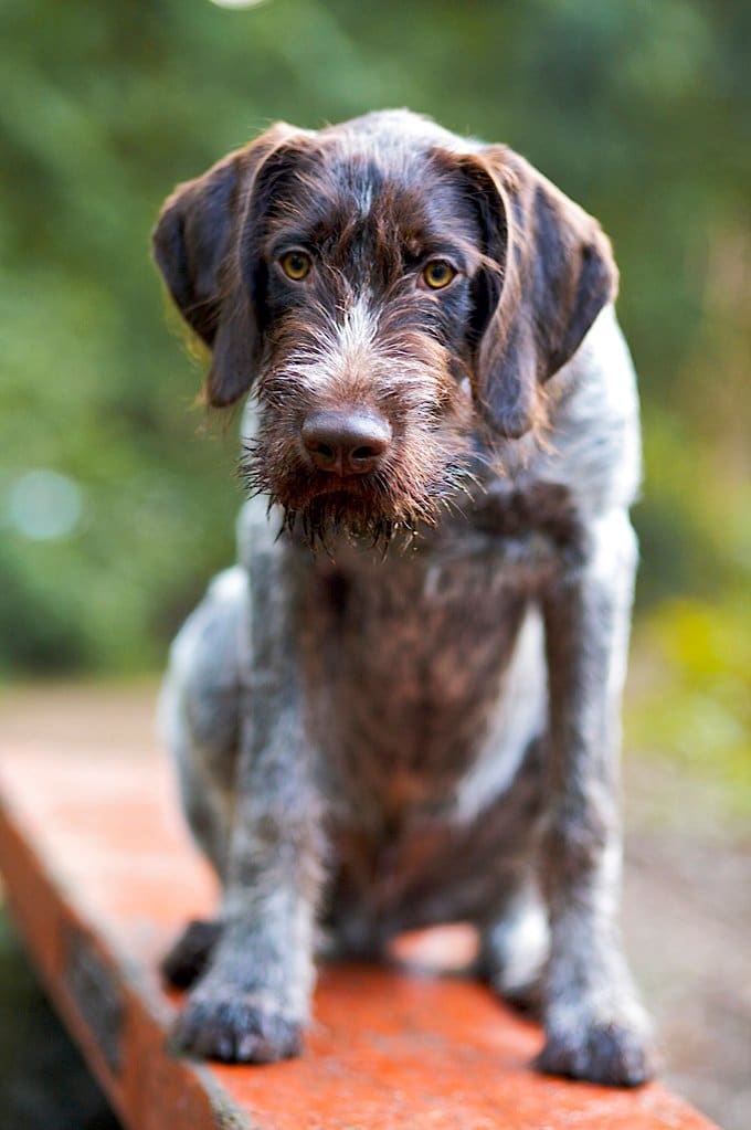 foto Perro Pointer Alemán de Pelo de Alambre