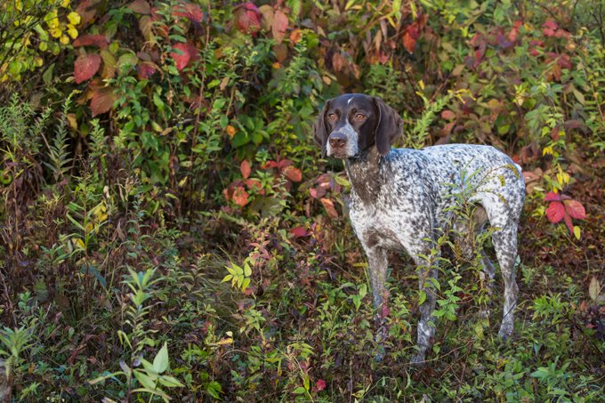 foto Perro Pointer Alemán de Pelo de Alambre