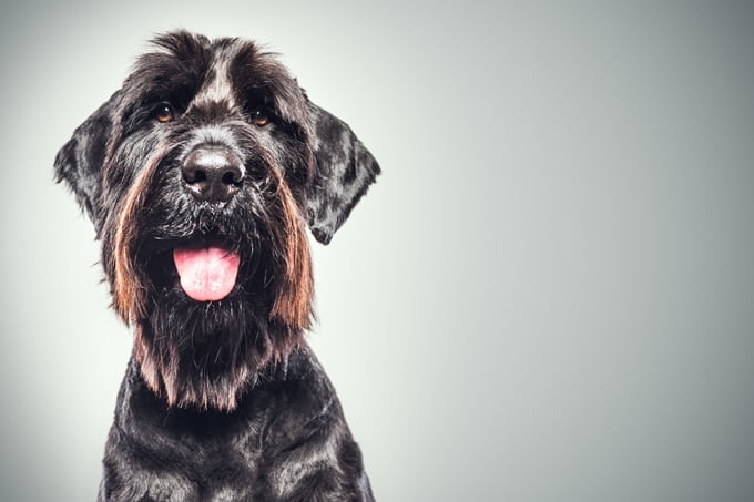 foto Perro Schnauzer Gigante