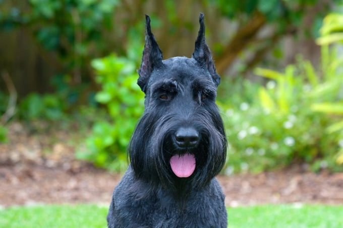 foto Perro Schnauzer Gigante