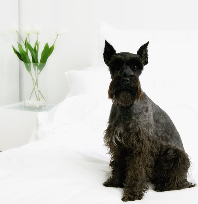 foto Perro Schnauzer Gigante