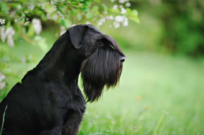 foto Perro Schnauzer Gigante