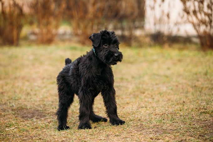 foto Perro Schnauzer Gigante