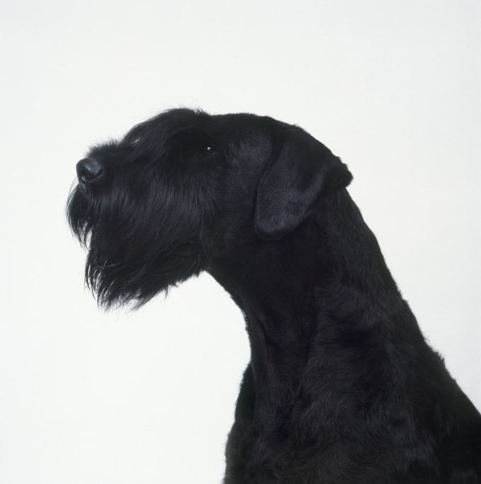 foto Perro Schnauzer Gigante