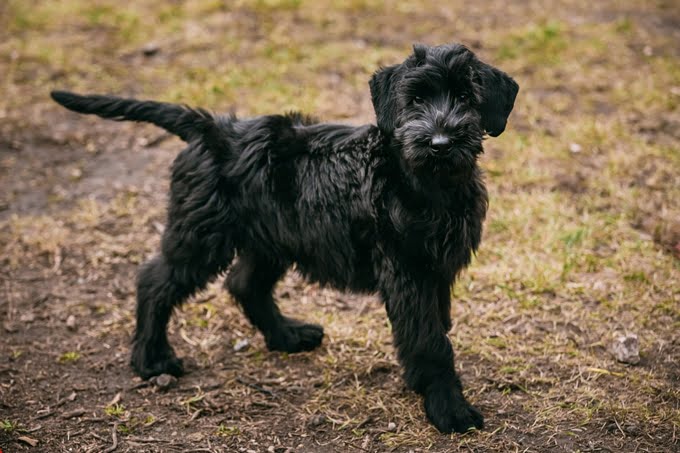 foto Perro Schnauzer Gigante