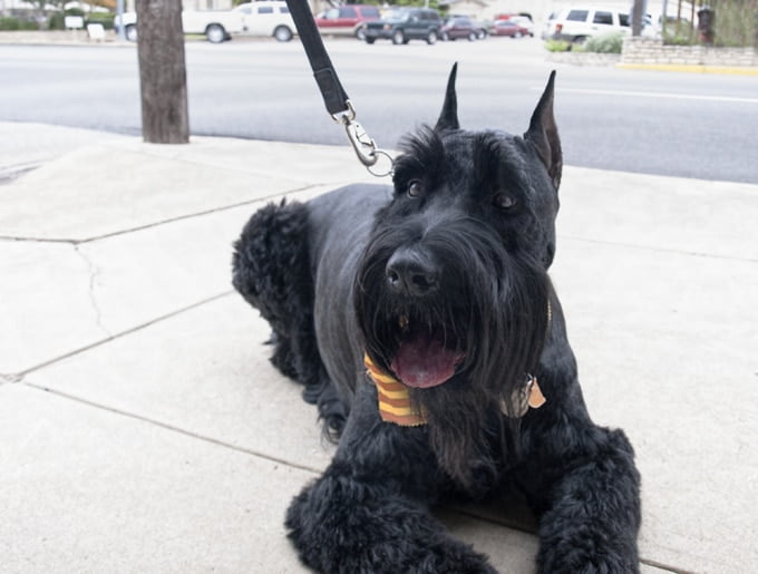 foto Perro Schnauzer Gigante