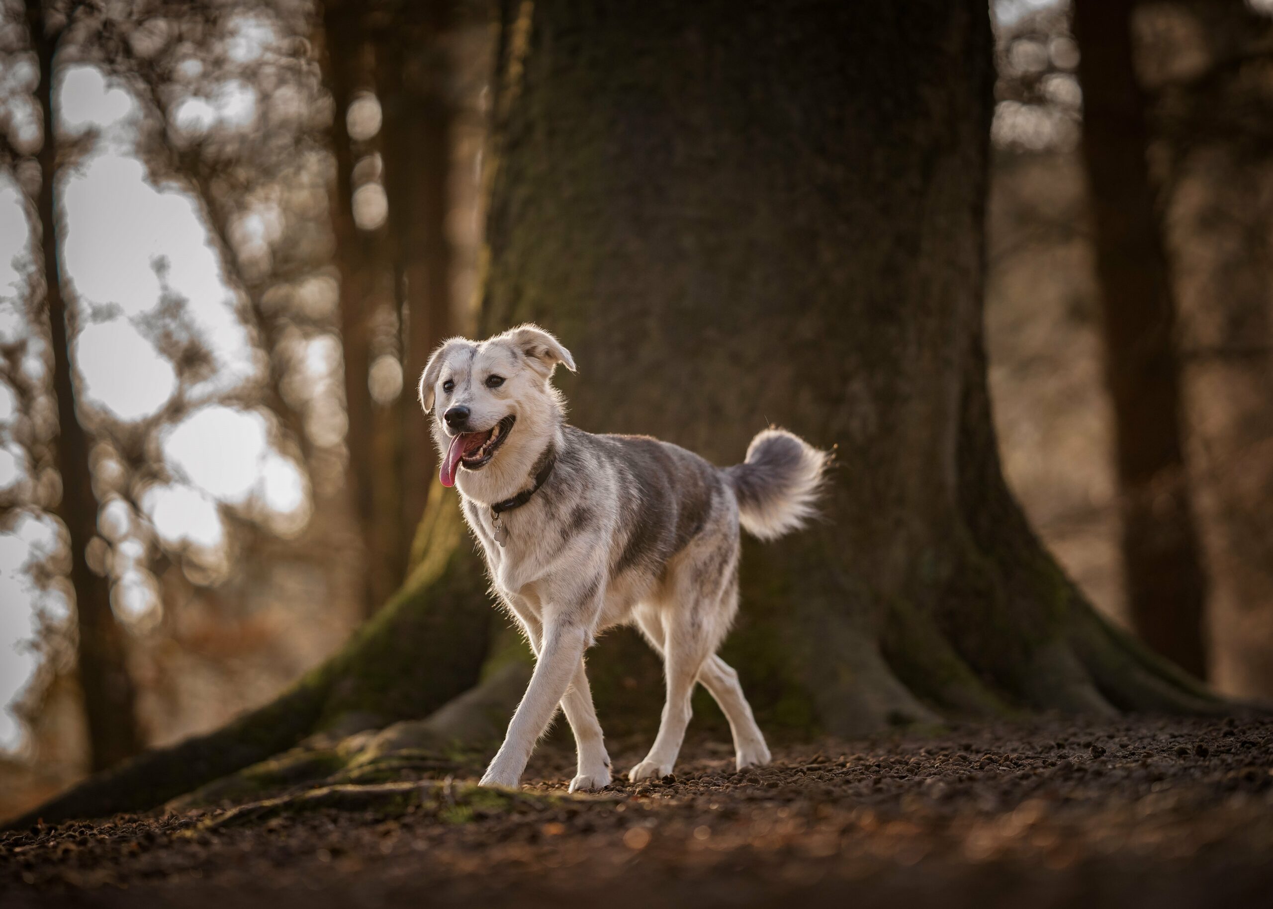 foto Perro mixto goberiano