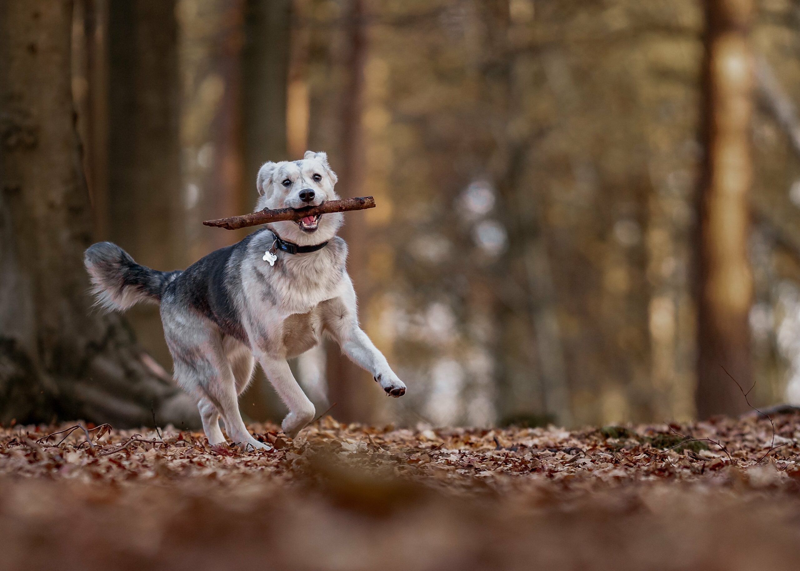 foto Perro mixto goberiano