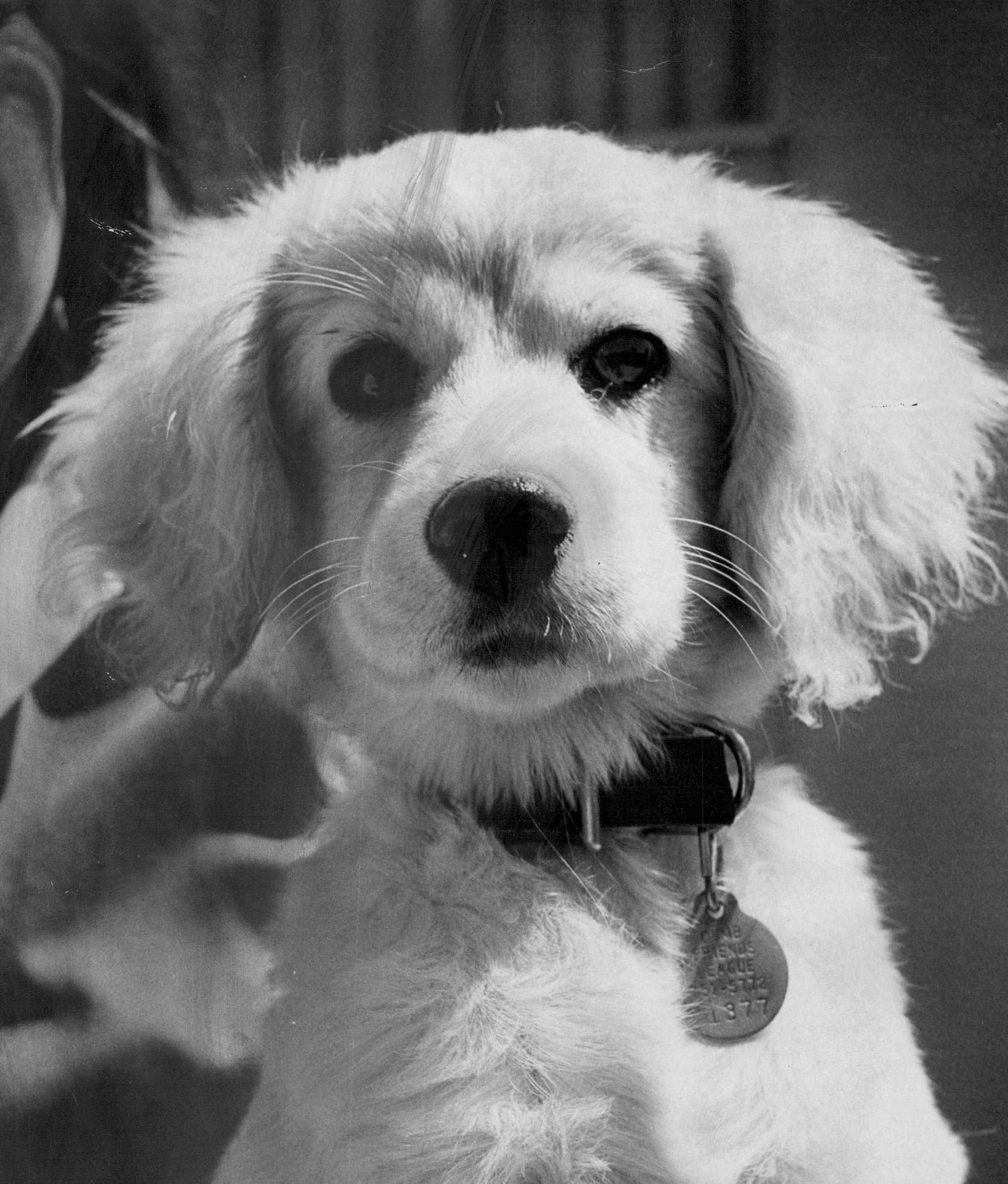 foto Perro mestizo de Golden Cocker Retriever