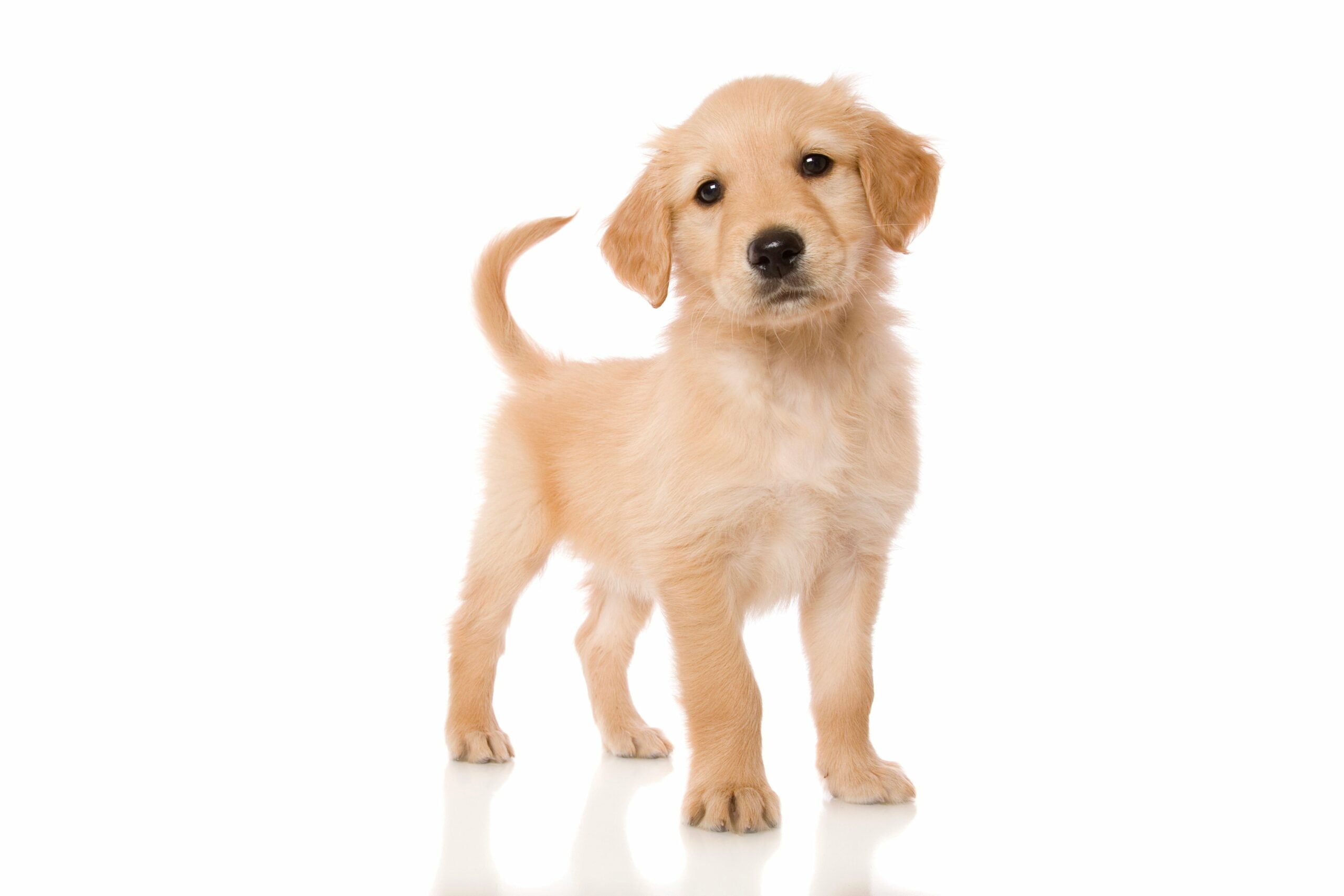 foto Perro mestizo de Golden Cocker Retriever